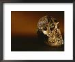 Two-Million-Year-Old Hominid Skull Of Australopithecus Robustus by Kenneth Garrett Limited Edition Pricing Art Print