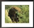 A Close-Up View Of An American Bison Covered With Grass by Raymond Gehman Limited Edition Print