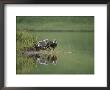 Immature American Bald Eagles On A Grassy Shore by Tom Murphy Limited Edition Print