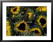 Close View Of Sunflowers In A Bundle by Todd Gipstein Limited Edition Pricing Art Print