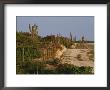 A Woman Runs Along A Road In Baja, Mexico by Jimmy Chin Limited Edition Pricing Art Print