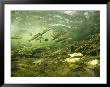 Schooling Altlantic Salmon Parr Fish by Paul Nicklen Limited Edition Pricing Art Print