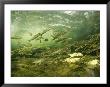 Schooling Altlantic Salmon Parr Fish by Paul Nicklen Limited Edition Print