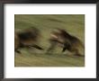 Two Male Geladas Charge Each Other In A Challenge For Sexual Rights by Michael Nichols Limited Edition Print