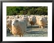 Sheep Herd, New Zealand by William Sutton Limited Edition Print