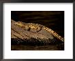 Nile Crocodile, Chobe National Park, Botswana by Pete Oxford Limited Edition Pricing Art Print