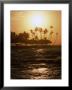 Coconut Trees At Sunset, Kohala Coast, Usa by Holger Leue Limited Edition Print