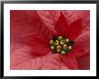 Red Poinsettia, Washington, Usa by Jamie & Judy Wild Limited Edition Print