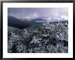 Snow Coats The Boreal Forest On Mt. Lafayette, White Mountains, New Hampshire, Usa by Jerry & Marcy Monkman Limited Edition Print