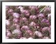 Garlic At Pike Place Market, Seattle, Washington, Usa by Jamie & Judy Wild Limited Edition Print