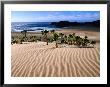 Dune Plants And Beach, Robberg Nature And Marine Reserve, Plettenberg Bay, South Africa by Ariadne Van Zandbergen Limited Edition Print