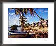 Holiday Accomodation Overlooking Palms And Mangroves, Belize by Wayne Walton Limited Edition Print