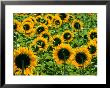 Field Of Sunflowers Near Figueras, Girona, Catalonia, Spain by David Tomlinson Limited Edition Pricing Art Print