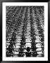 Large Group Of Female New Hampshire University Students Prepare To Exercise by Alfred Eisenstaedt Limited Edition Print