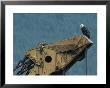 A Northern American Bald Eagle Sits Atop A Construction Vehicles Highest Point by Norbert Rosing Limited Edition Print