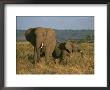 A Female Elephant With Her Baby On A Masai Mara Plain by Roy Toft Limited Edition Print