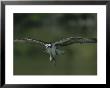 An Osprey In Flight With A Catch In Its Talons by Roy Toft Limited Edition Print