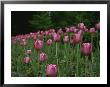 A Bed Of Pink Tulips Herald Spring by Raul Touzon Limited Edition Pricing Art Print