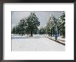 A Woman Mountain Biking In The Snow, Coconino National Forest, Arizona by Rich Reid Limited Edition Print