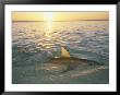 The Fin Of A Lemon Shark Pokes Above The Waters Surface At Sunset by Brian J. Skerry Limited Edition Print