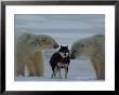 Two Polar Bears (Ursus Maritimus) Sniff A Chained Husky by Norbert Rosing Limited Edition Print