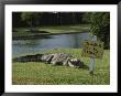 An American Alligator On A Lawn Next To A Humorous Warning Sign by Raymond Gehman Limited Edition Print