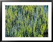 Grass Growing In The Water Creates An Abstract Pattern by Skip Brown Limited Edition Print