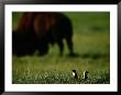 Black-Tailed Prairie Dogs And Bison by Raymond Gehman Limited Edition Print