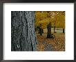 Park Benches Under Autumn Foliage by Robert Madden Limited Edition Pricing Art Print