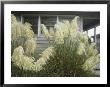 Pampas Grass Growing Outside A Hilton Head Beach House by Charles Kogod Limited Edition Print