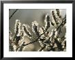 A Close View Of Catkins Of A Willow Shrub Near The Mackenzie River by Raymond Gehman Limited Edition Print