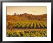 Vineyard, Barossa Valley, South Australia, Australia by Doug Pearson Limited Edition Print