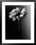 Single Daisy by Joseph Hancock Limited Edition Pricing Art Print