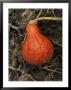 Squash Pumpkin (Golden Hubbard) In Garden, September by Philippe Bonduel Limited Edition Print