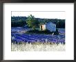 Cottage Amongst Field Of Lavender, Ventoux, France by Alain Christof Limited Edition Pricing Art Print