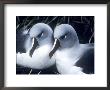 Grey Headed Albatross, Adults At Nest, South Georgia by Ben Osborne Limited Edition Print