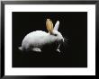 White Rabbit by Howard Sokol Limited Edition Print
