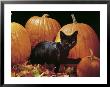 Black Cat With Pumpkins by Henryk T. Kaiser Limited Edition Print