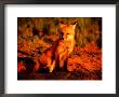 Red Fox At Den At Sunrise by Russell Burden Limited Edition Print