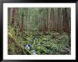 Temperate Rain Forest, Olympic National Park, Wa by Jules Cowan Limited Edition Print