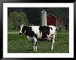 Holstein Cow On A Farm, Belleville, Wi by Lynn M. Stone Limited Edition Print