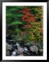 Fall Scenic, Acadia National Park, Maine by Elizabeth Delaney Limited Edition Print