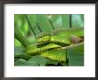 Popes Pit Viper, Montane Rainforest, Malaysia by Michael Fogden Limited Edition Print