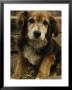 Mixed Breed Dog by Bill Whelan Limited Edition Print