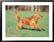 Golden Retriever Running by David Davis Limited Edition Print