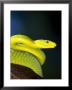 E African Mamba, Dendoaspis Angusticeps by Lynn M. Stone Limited Edition Print
