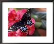 Black Admiral Moth On Flowers by Tony Ruta Limited Edition Print