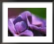 Hydrangea Macrophylla (Bouquet Rose), Close-Up by Ruth Brown Limited Edition Print