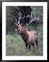 Elk, Western Mt by John Luke Limited Edition Print