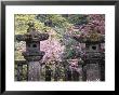 Cherry Blossoms In Garden, Nikko, Japan by Jan Halaska Limited Edition Print